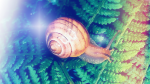 Snail