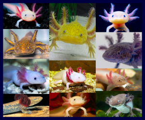 Axylotls