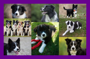 Border collies
