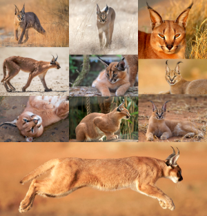 Caracals