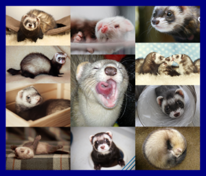 Ferrets