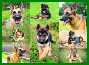 German shepherds