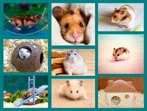Hamsters