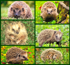 Hedgehogs