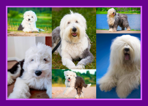 Old English Sheepdogs