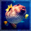 Pufferfish