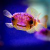 Pufferfish
