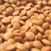 Lentils
